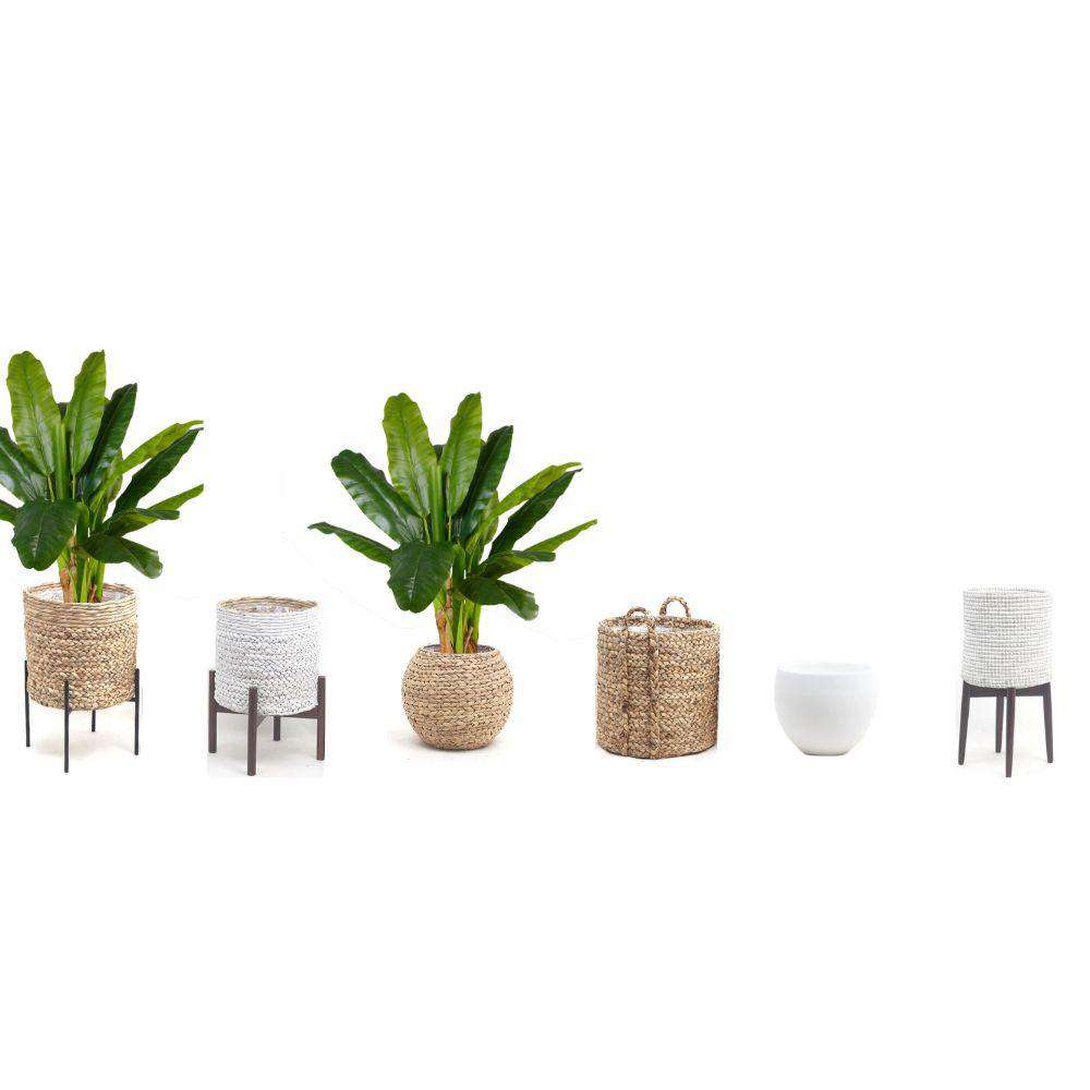 CALI ARTIFICIAL BANANA TREE POTTED PLANT 43'' ArtiPlanto