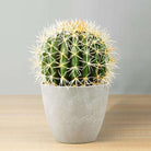COCO Artificial Cactus Potted Plant 11" ArtiPlanto