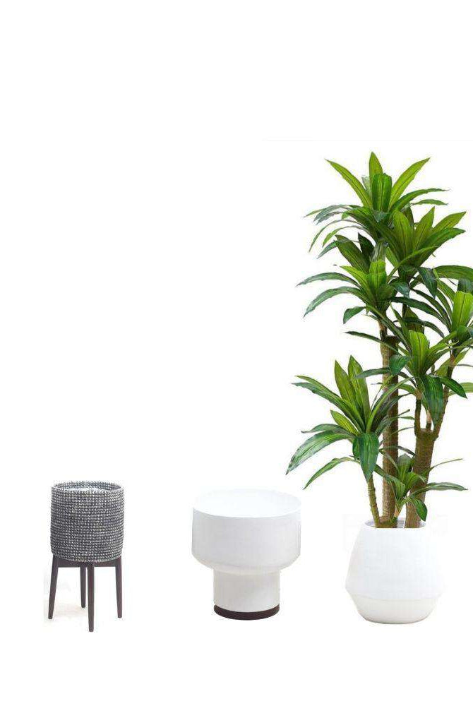 DANA Artificial Draecena Tree Potted Plant (Multiple Sizes) ArtiPlanto