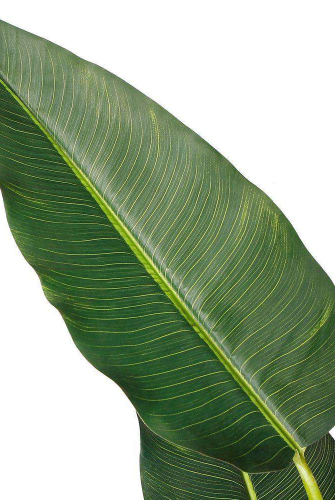 DANI Artificial Travellers Palm Tree Potted Plant (Multiple Sizes) ArtiPlanto