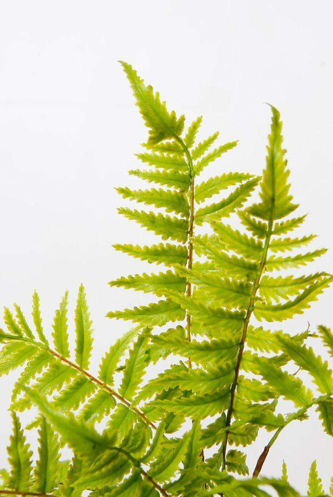 DASA POTTED FAUX FERN ArtiPlanto