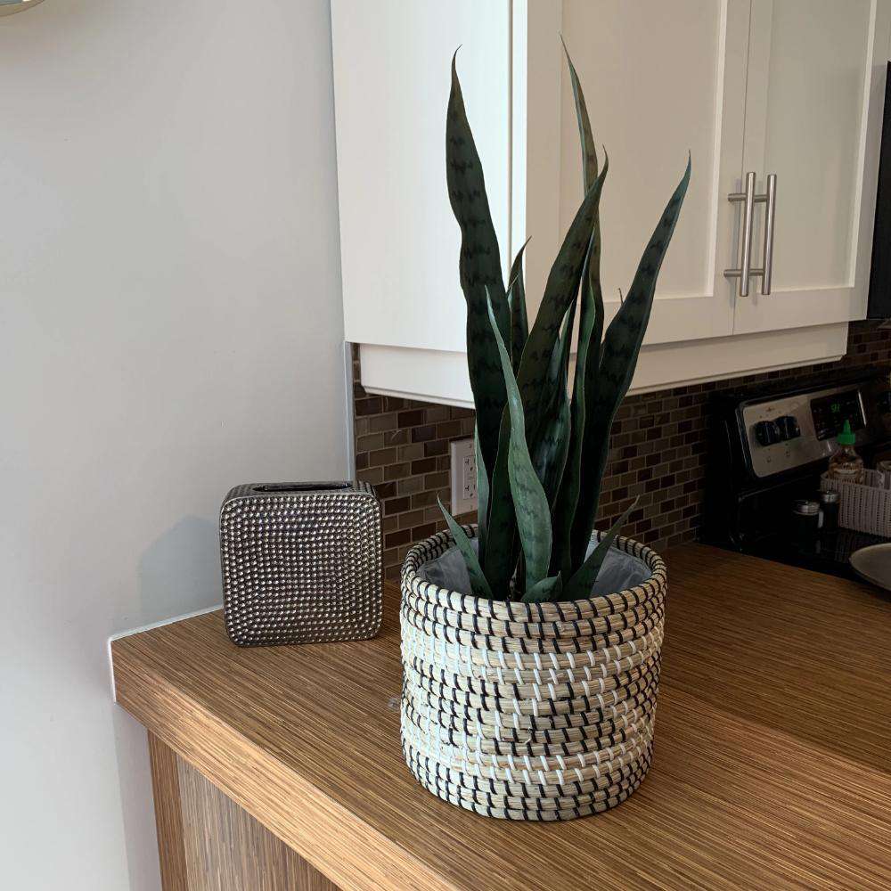 DEZI Artificial Snake Sansevieria Dark Green Potted Plant 21'' ArtiPlanto