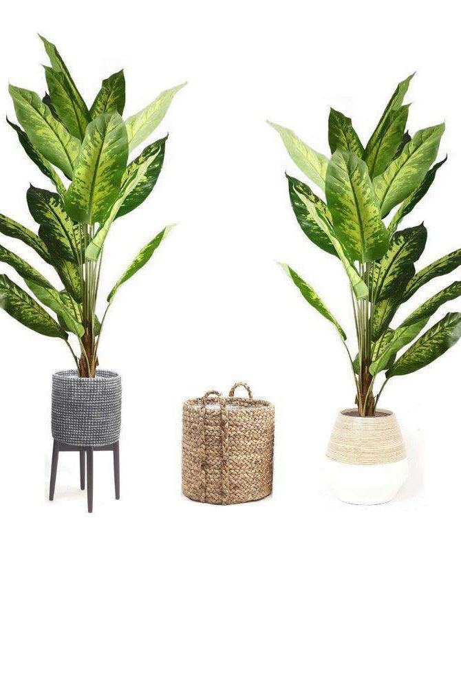 DIRA Artificial Evergreen Potted Plant (MULTIPLE SIZES) ArtiPlanto