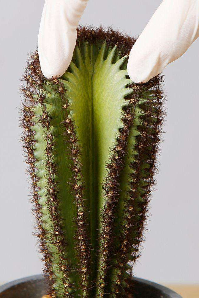 GOZA ARTIFICIAL CACTUS TREE POTTED PLANT 9'' ArtiPlanto