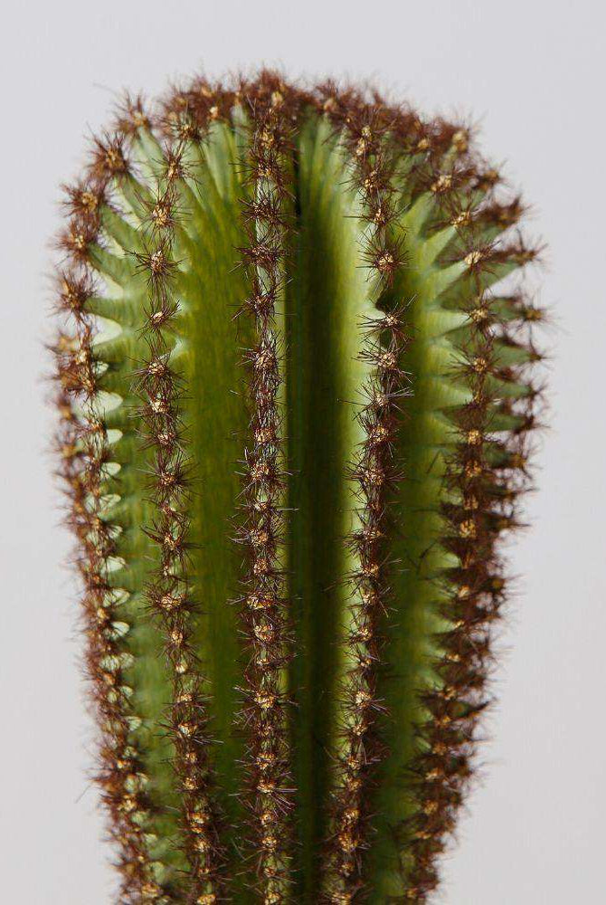 GOZA ARTIFICIAL CACTUS TREE POTTED PLANT 9'' ArtiPlanto