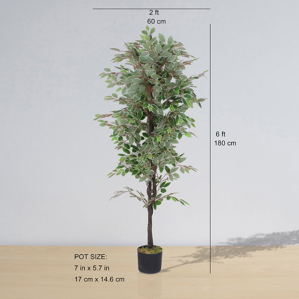 Olaya Artificial Ficus Potted Plant 6'
