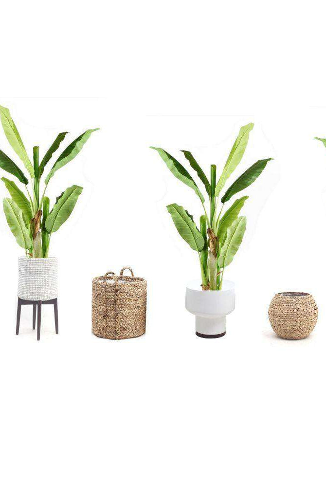 KIKI Artificial Banana Tree Potted Plant 55'' ArtiPlanto