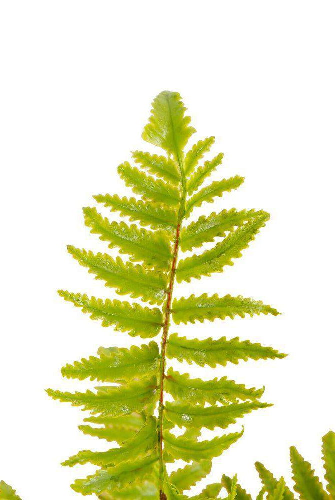 KUTA POTTED FAUX FERN ArtiPlanto