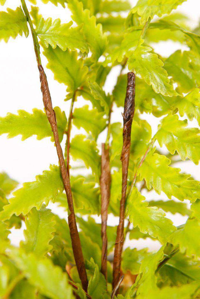 KUTA POTTED FAUX FERN ArtiPlanto