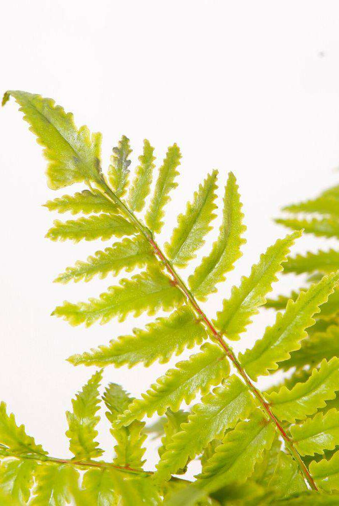 KUWU POTTED FAUX FERN ArtiPlanto
