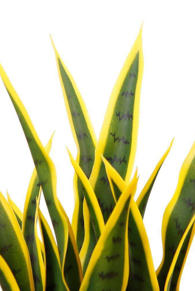 LUIS ARTIFICIAL SNAKE SANSEVIERIA YELLOW & GREEN POTTED PLANT 26'' ArtiPlanto