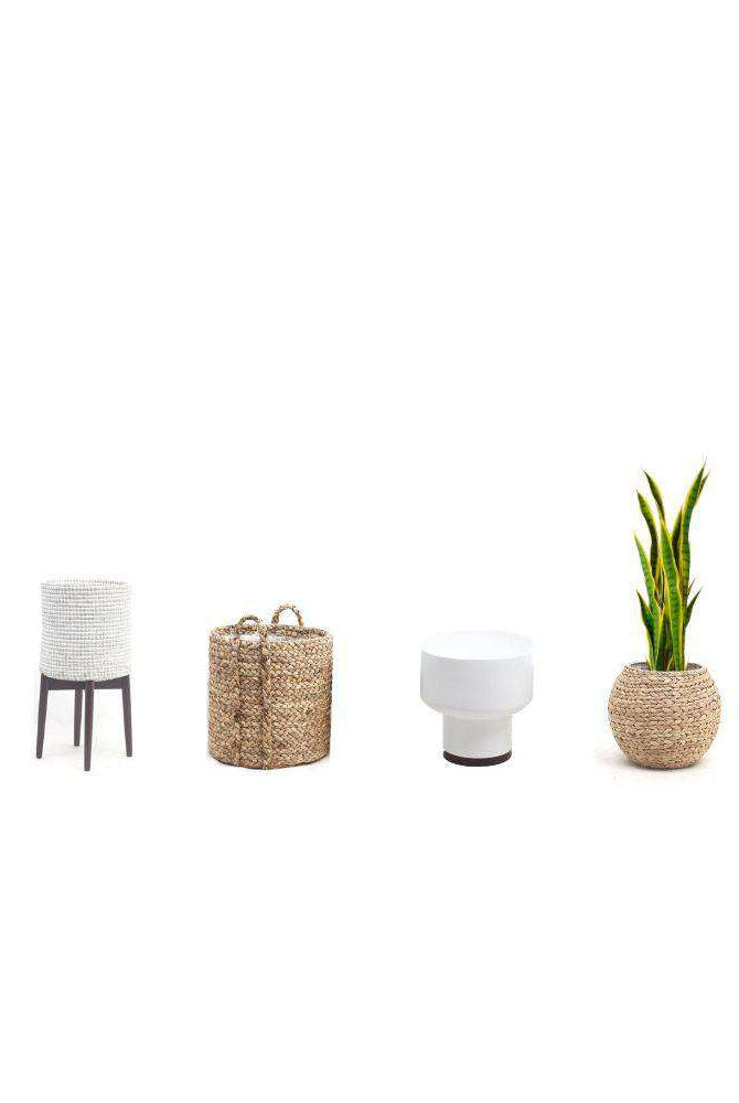LUNA Artificial Snake Sansevieria Yellow & Green Potted Plant (MULTIPLE SIZES) ArtiPlanto