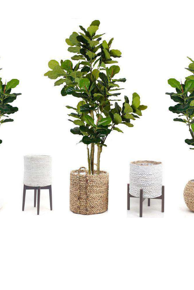 NORA Artificial Fiddle Leaf Potted Plant (Multiple Sizes) ArtiPlanto