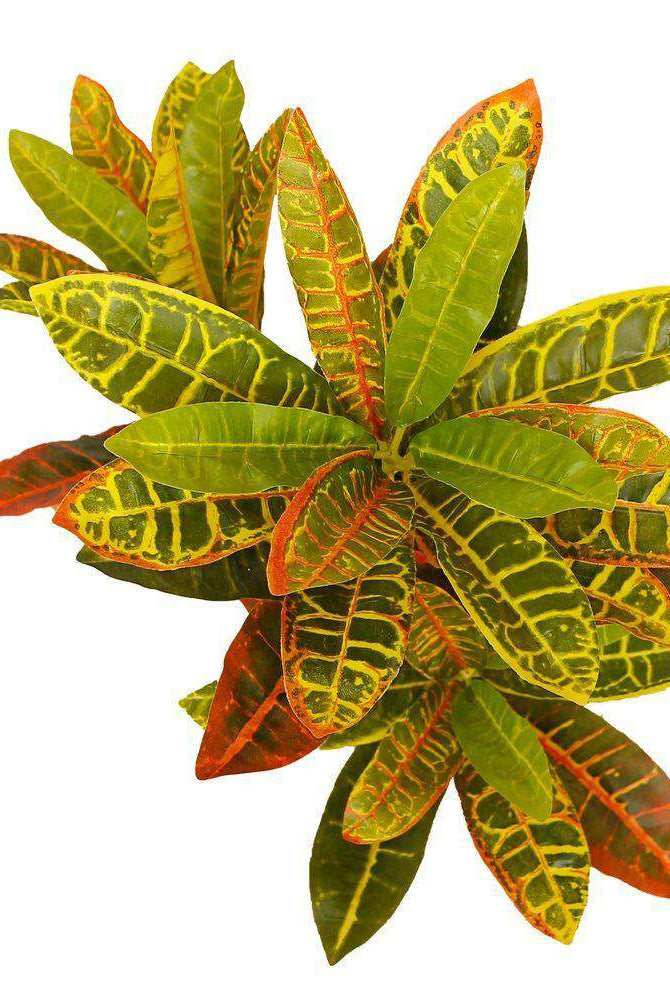 PINTO Artificial Crotons Potted Plant 22" ArtiPlanto