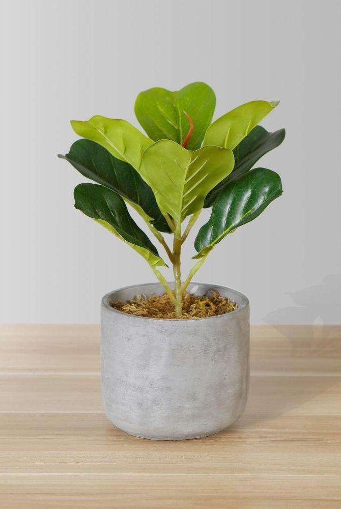 Panuco Potted Faux Fiddle Plant ArtiPlanto