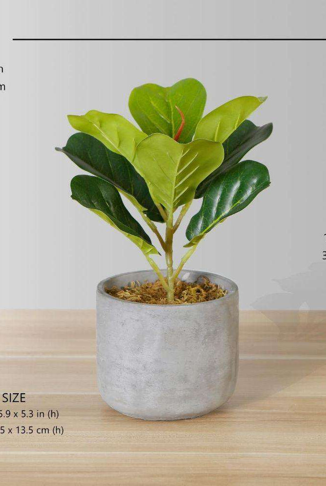 Panuco Potted Faux Fiddle Plant ArtiPlanto