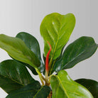 Panuco Potted Faux Fiddle Plant ArtiPlanto