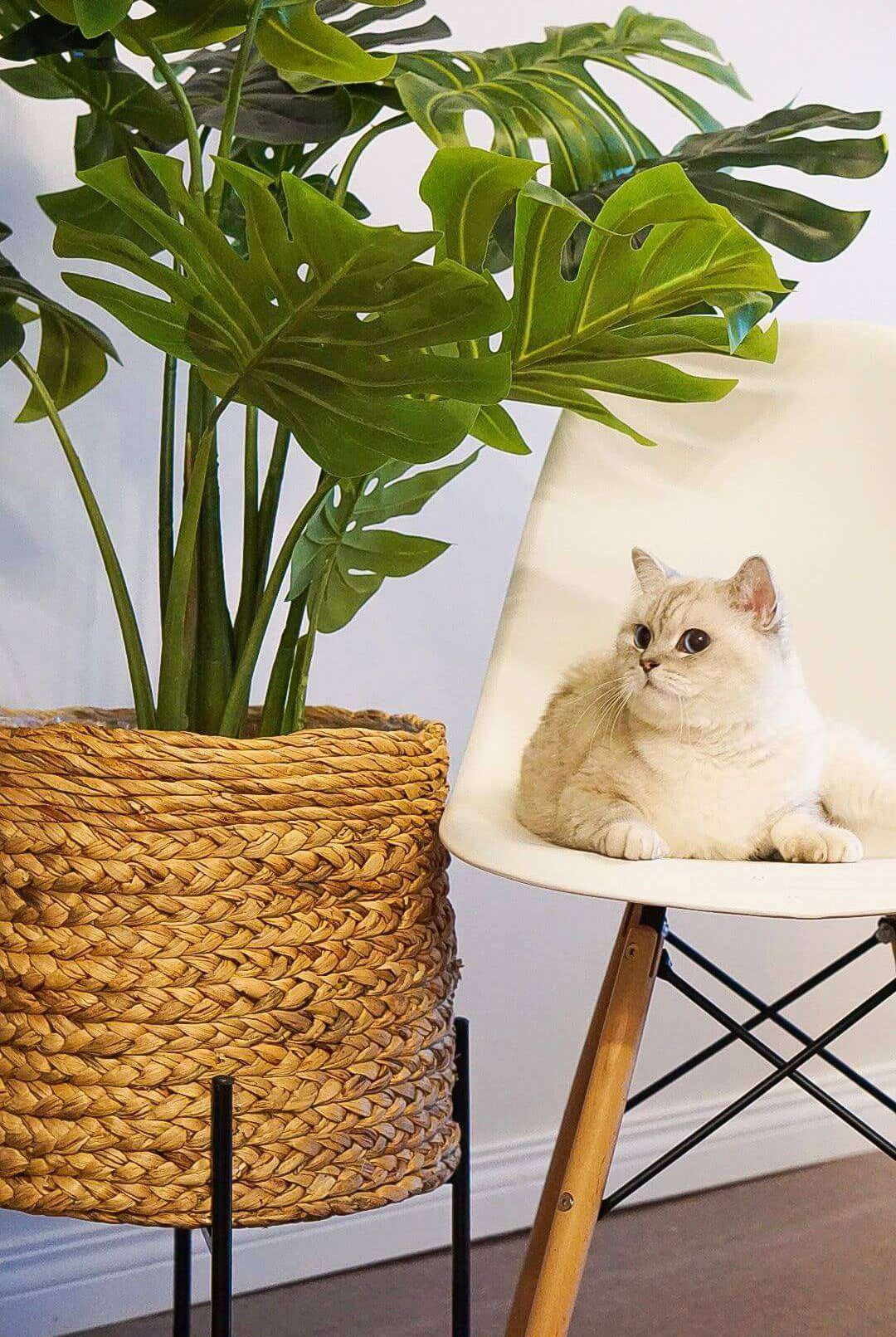 TERA Monstera Artificial Potted Plant (Multiple Sizes) ArtiPlanto