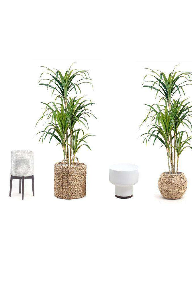 YULU ARTIFICIAL AGAVE POTTED PLANT (MULTIPLE SIZES) ArtiPlanto