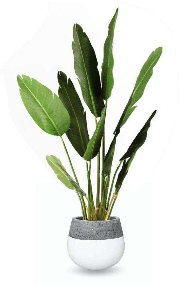 ZAMORA CEMENT PLANTER (Multiple Sizes) ArtiPlanto