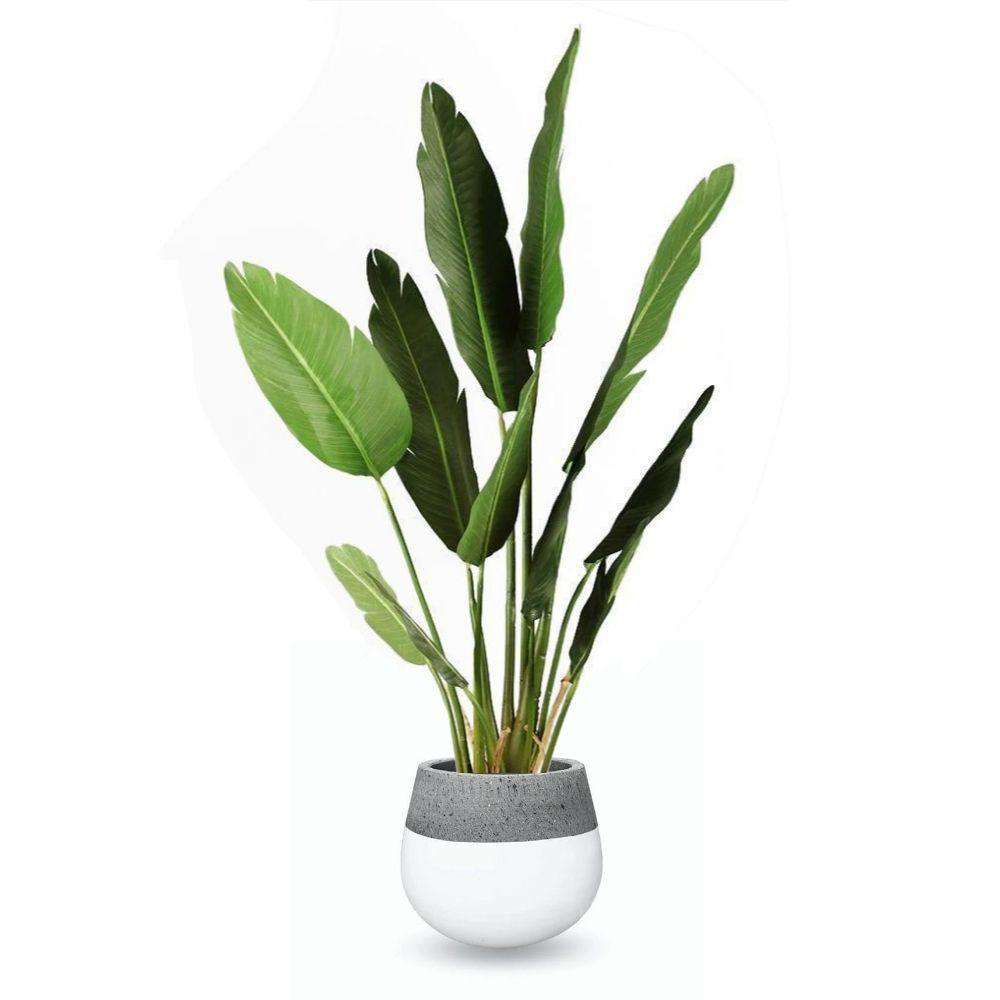 ZAMORA CEMENT PLANTER (Multiple Sizes) ArtiPlanto