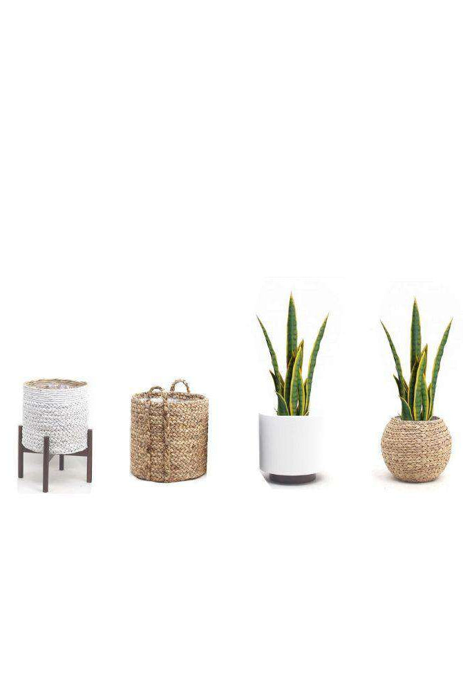 ZORA Artificial Snake Sansevieria Yellow And Green Potted Plant 30'' ArtiPlanto