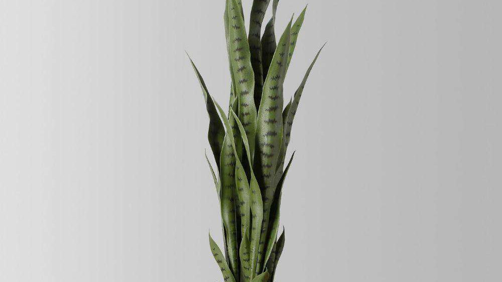 Is An Artificial Snake Plant Worth Buying?