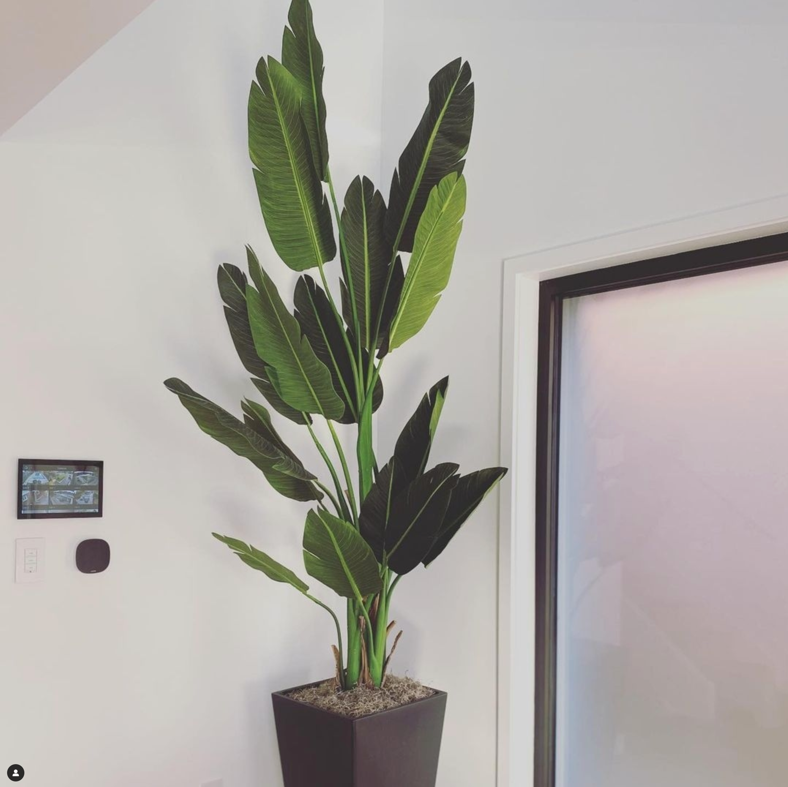 How Can You Tell The Difference Between A Real Plant And A Faux Plant?