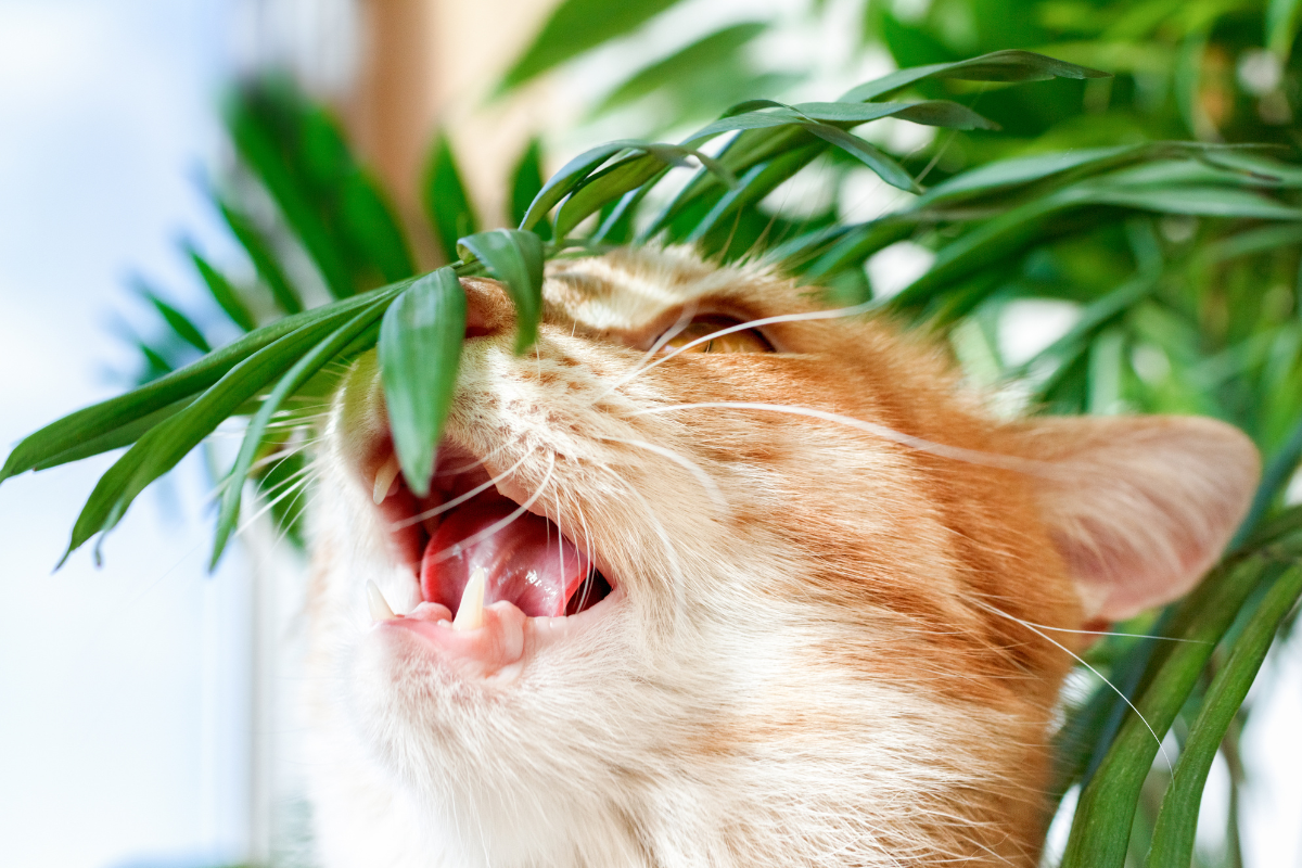 Are Palm Leaves Poisonous to Cats?