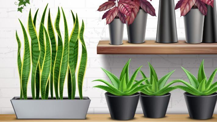 How to Make an Artificial Plant Wall to Showcase Your Favourite Faux Plants