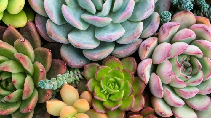 What Are the Best Faux Plants for Summer?