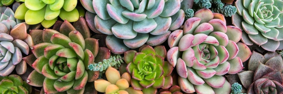 What Are the Best Faux Plants for Summer?