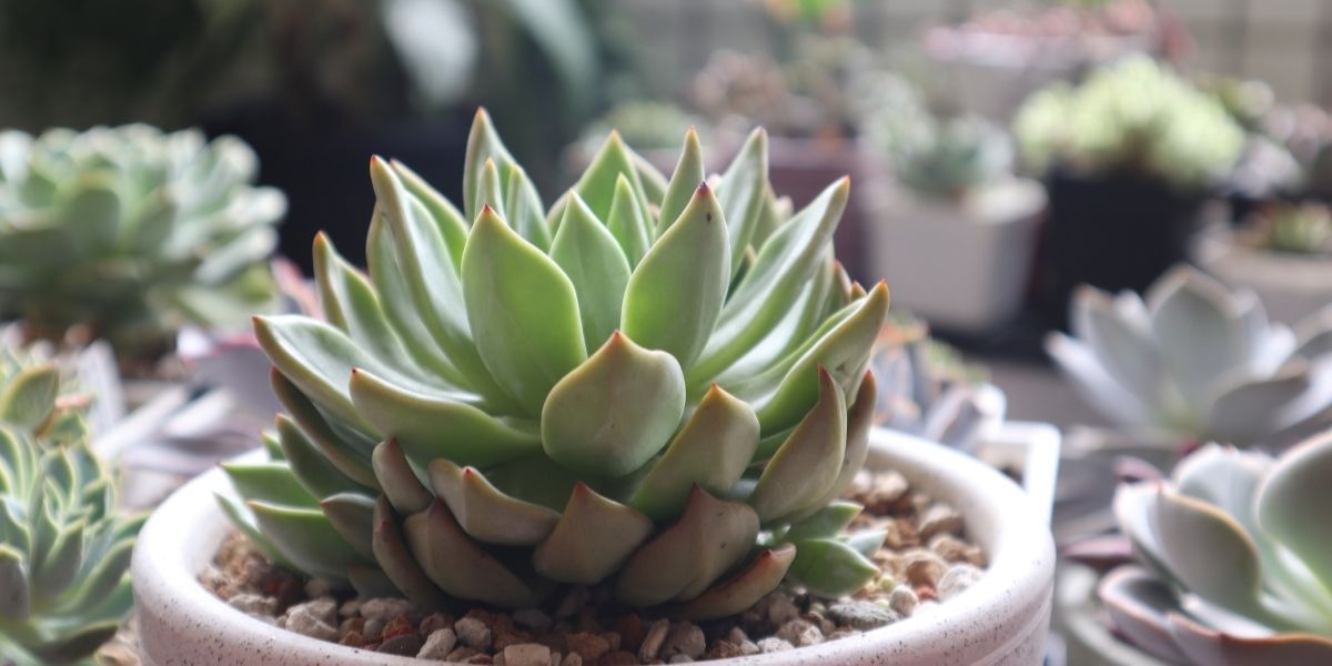 Where Do You Put An Artificial Succulent In Your Décor?