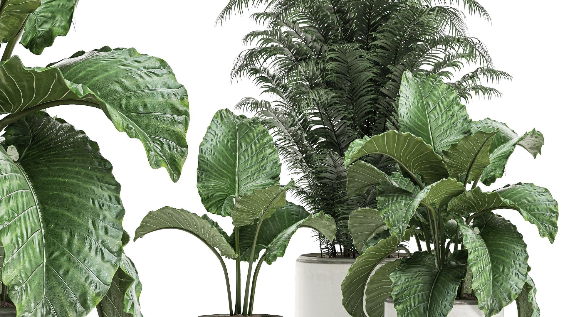 Top 5 Plants You Need to See on Cyber Monday Deal