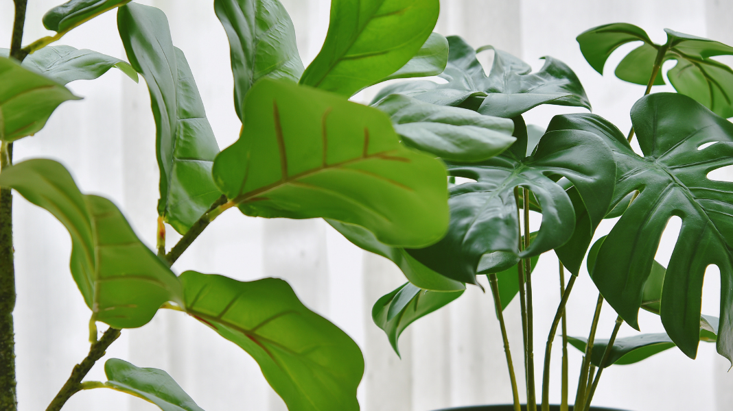 9 Things You Will Notice Taking Care Of A Fake Plant