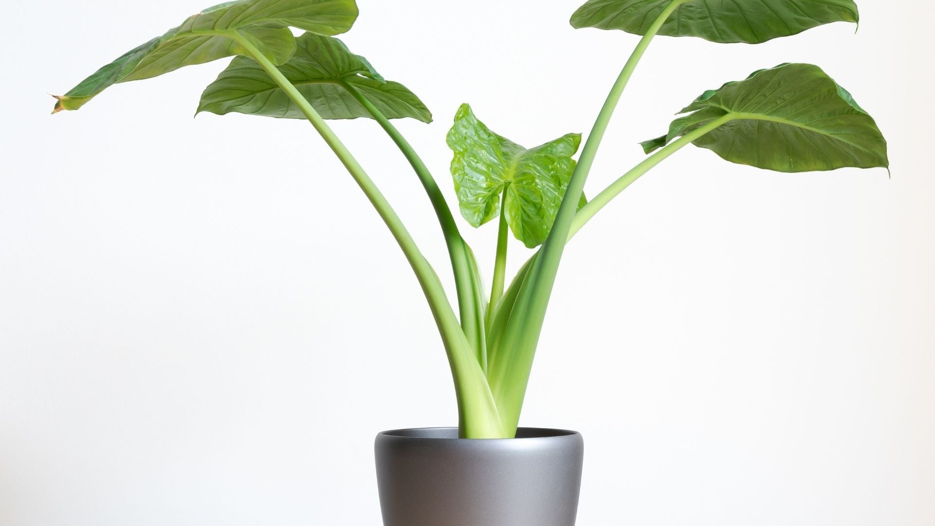 Looking for A Tabletop Faux Plant for Cyber Monday – visit ArtiPlanto
