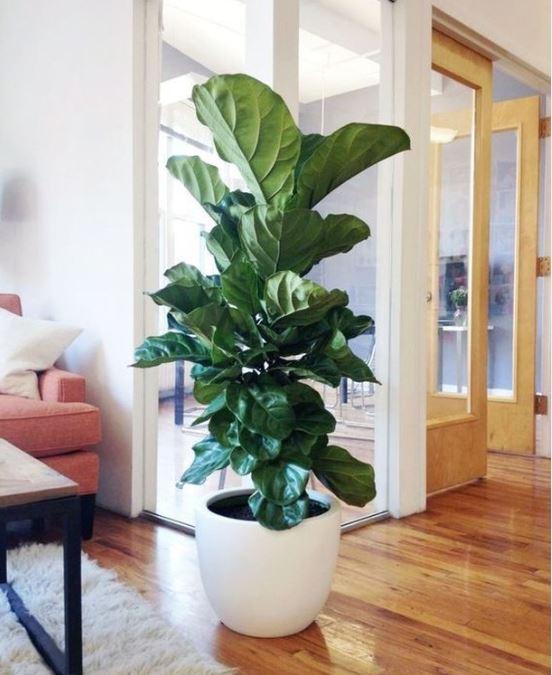 Reasons to have faux plants | Artiplanto