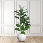 Potted Artificial Plant - Belen Artificial Anthurium Leaf Potted Plant (Multiple Sizes)