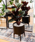 Brass Planter - Ceza - Brass Modern Plant Stand With Black Planter