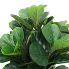 Potted Artificial Plant - Guatape Artificial Fiddle Leaf Potted Plant (Multiple Sizes)