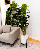 Potted Artificial Plant - Pico Artificial Fiddle Leaf Potted Plant 5.5'