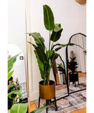 Potted Artificial Plant - Kola Artificial Travellers Palm Tree Potted Plant (Multiple Sizes)