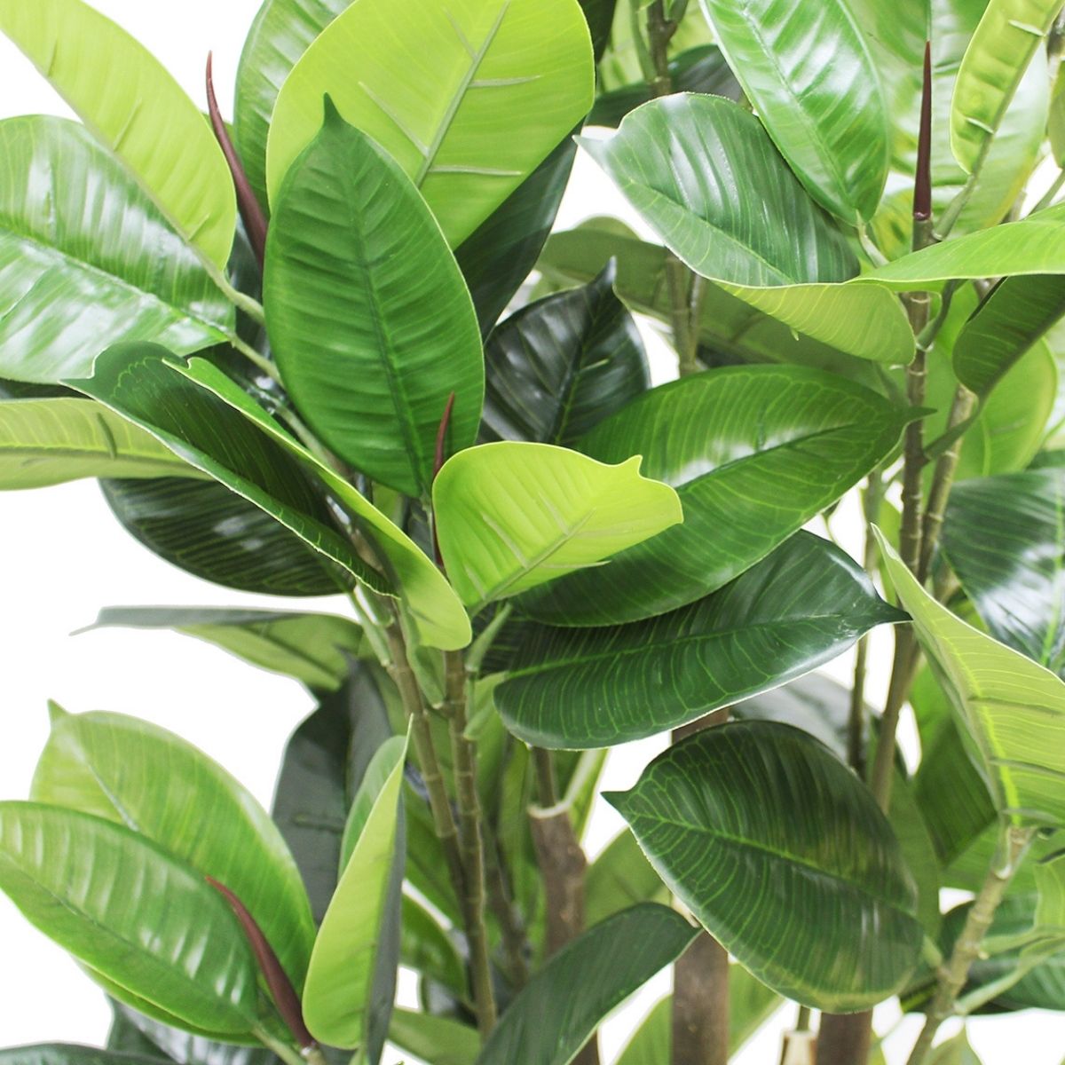 Potted Artificial Plant - Encanto Artificial Rubber Potted Plant (Multiple Sizes)