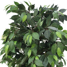 Potted Artificial Plant - Tarso Artificial Ficus Potted Plant 6'