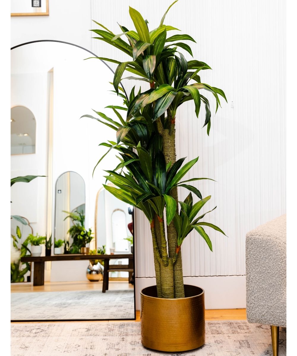 Potted Artificial Plant - Dana Artificial Draecena Tree Potted Plant (Multiple Sizes)
