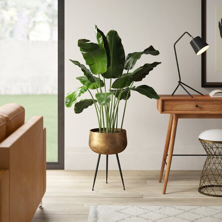Brass Planter - Sara - Brass Planter With Black Legs