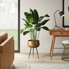 Brass Planter - Sara - Brass Planter With Black Legs