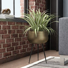 Brass Planter - Sara - Brass Planter With Black Legs