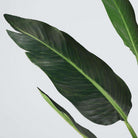 BOHO Artificial Bird Of Paradise Potted Plant 43'' Potted Artificial Plant ArtiPlanto 