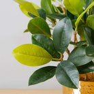 MORENO POTTED FAUX WATERCRESS PLANT Tabletop Plant ArtiPlanto 